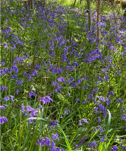 Bluebells